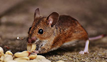 24 Hour & Emergency Exterminators in Roper, NC